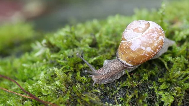 Snail over green lichens and moss