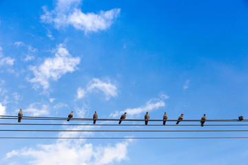 pigeon stying on electrict line