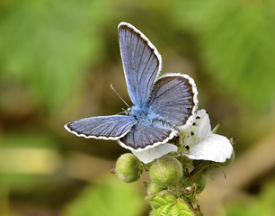 Plebejus Argyrognomon