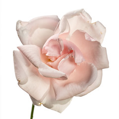 one light pink rose isolated on white background
