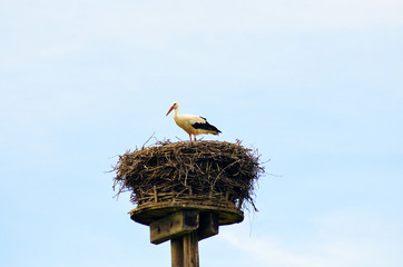 Stork in his nest in dizzy height