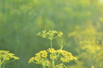 Yellow flower of dill.