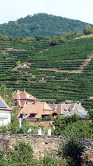 Fototapeta na wymiar wunderschöne Landschaft der Wachau zwischen Krems und Melk an der Donau mit ihren Weinhängen in Österreich
