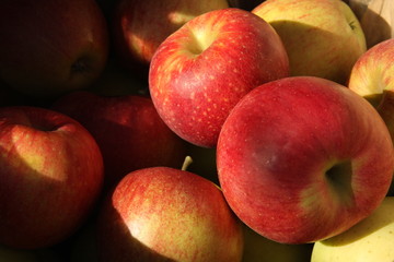 Colorful photo of sunny red apples.