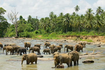 Fototapeta na wymiar Elephants cross river in Pinnawala, Sri Lanka.