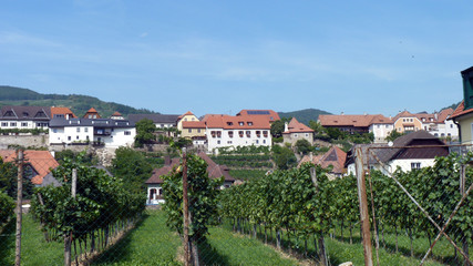 Obraz premium wunderschöne Landschaft der Wachau zwischen Krems und Melk an der Donau mit ihren Weinhängen in Österreich