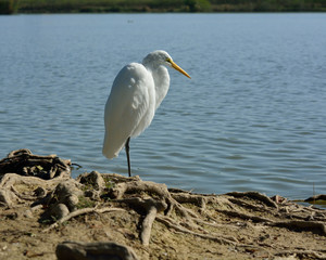 Egret on Lake