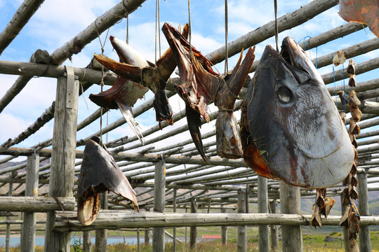 Trockenfisch Herstellung auf Island
