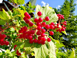 Red viburnum berries on the bush