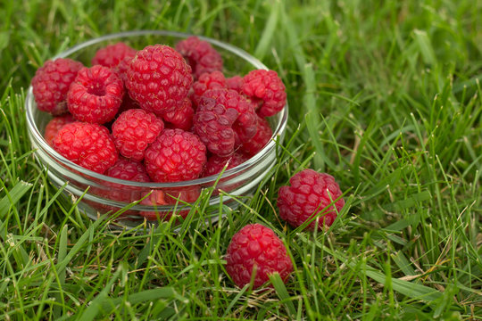 bowl with frsh raspberry on a green grass