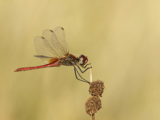 SYMPETRUM FONSCOLOMBII MACHO