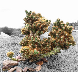 Beautiful unusual twin spin cactus plant close up view