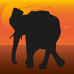 Elephant image in the background of the sunset. Elephant silhouette.