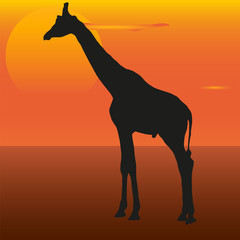 Giraffe image on the background of the sunset. Giraffe silhouette.