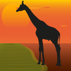 A picture of a giraffe on the background of the sunset by the river. Silhouette of the giraffe.