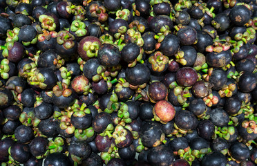 Mangosteen queen of fruit