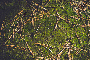 Forest vegetation