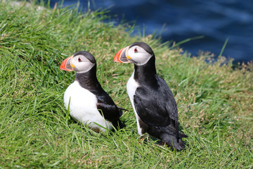 Papageitaucher auf Island