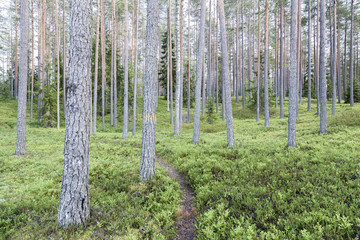 Fototapeta premium Beautiful pine forest in Finland