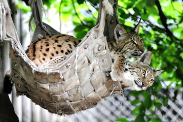 Luchse kuscheln in Hängematte
