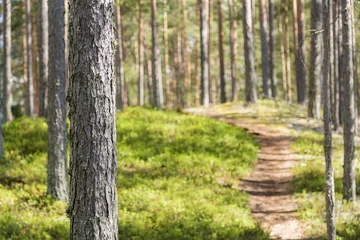 Zelfklevend Fotobehang Prachtig dennenbos in Finland © photojanski