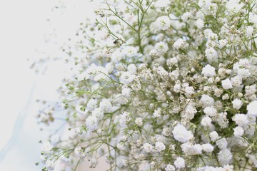 Baby's Breath in a Vase