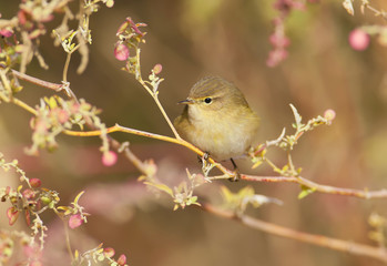 The common chiffchaff in beautiful soft  sunlight. .The identifications signs of the bird and the structure of the feathers are clearly visible..
