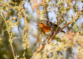 European robin (Erithacus rubecula) in beautiful soft  sunlight.
