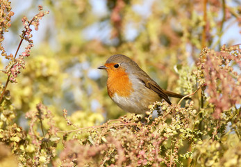 European robin (Erithacus rubecula) in beautiful soft  sunlight. The identifications signs of the bird and the structure of the feathers are clearly visible.