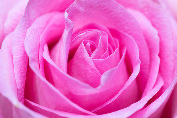 close-up on pink rose