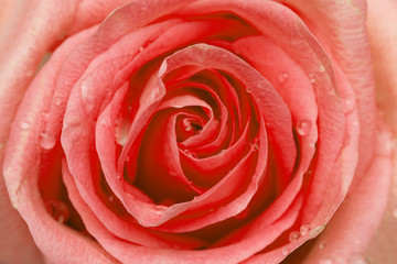 close-up on pink rose