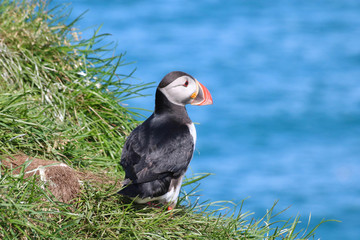 Papageitaucher auf Island