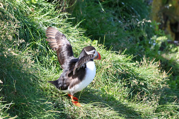 Papageitaucher auf Island