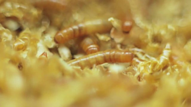 Zucht von Mehlk&auml;fer-Larven