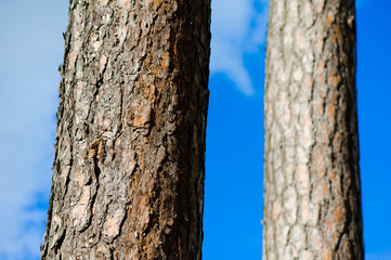 Forest vegetation