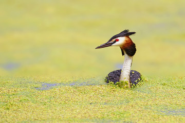 Great grebe on green water in morning light. 