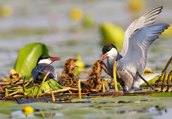 A couple of whiskered tern feeding  with little fish two cute chicks on the nest. Soft morning...