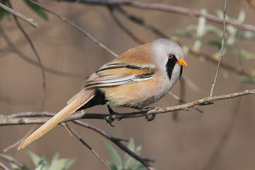 Bearded tit close up portrait 