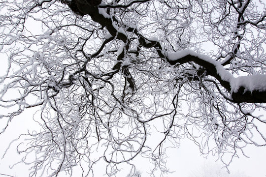 Verschneiter Baum im Winter