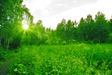Deep spring forest with a sunny day with bright green foliage under the rays of the Sun.