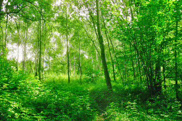 Fototapeta na wymiar Deep spring forest with a sunny day with bright green foliage under the rays of the Sun.