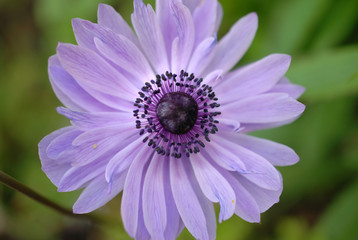 Obraz premium lila vor grün