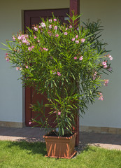 Oleander in the garden