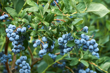 Fresh organic blueberrys on the bush. Vivid colors. - obrazy, fototapety, plakaty