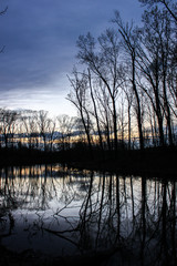 The Trees Reflecting in the Pond