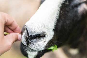 Feeding of young sheep