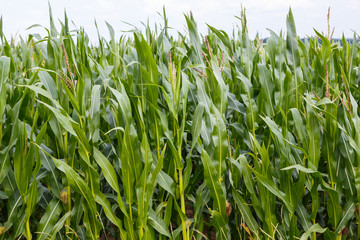 A green field of corn. Agricultural field of corn ready for harvest.