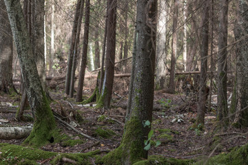 trees in green forest with moss and dark colors. mysterious forest. darkness in the forest Latvia