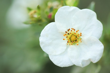 Obraz premium Цветок