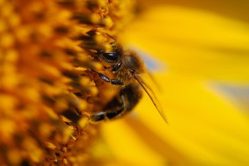 Bee on blooming sunflower, South Moravia, Czech republic